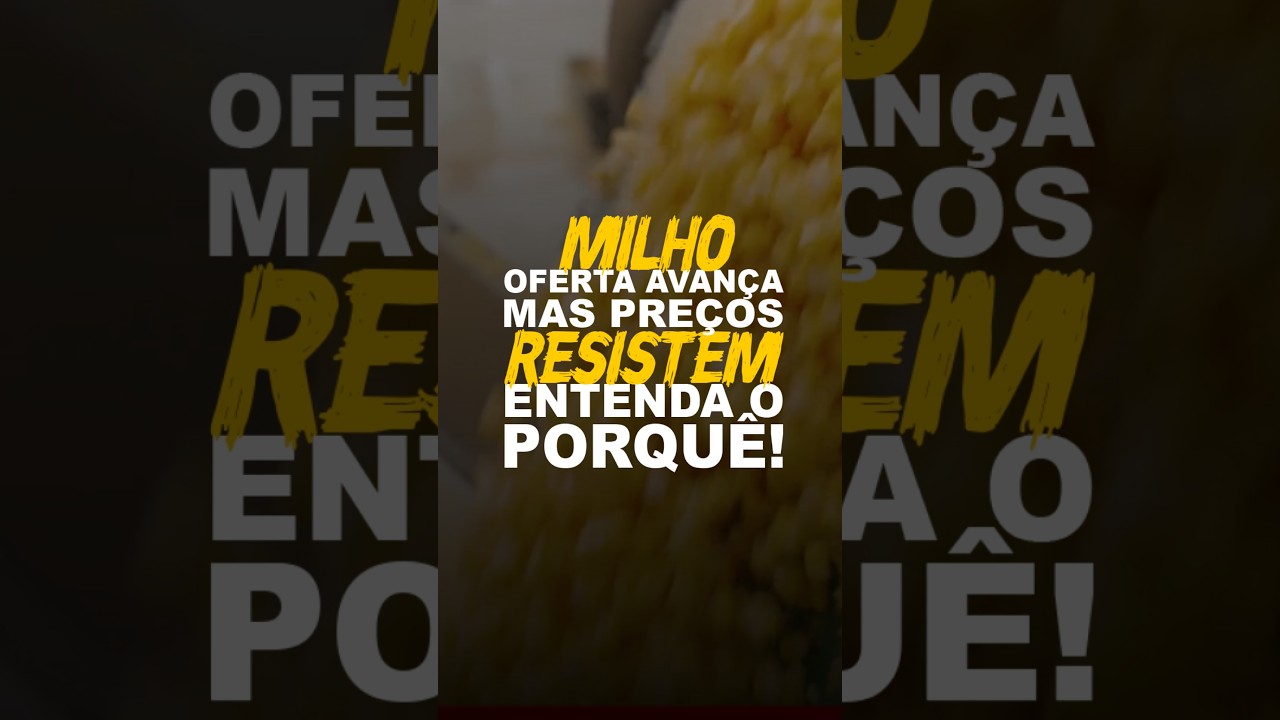 MILHO: OFERTA AVANÇA, MAS PREÇOS RESISTEM. ENTENDA O PORQUÊ!