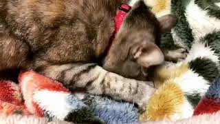 ふみふみするみっく