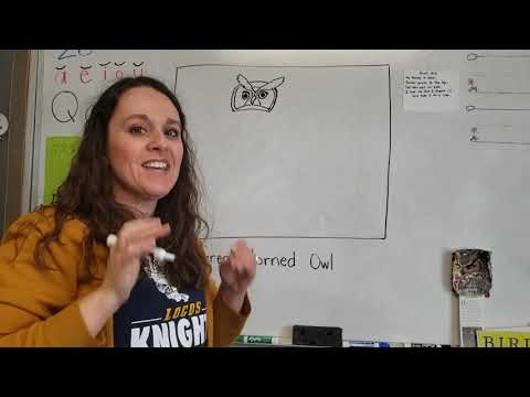 Great-Horned Owl Drawing