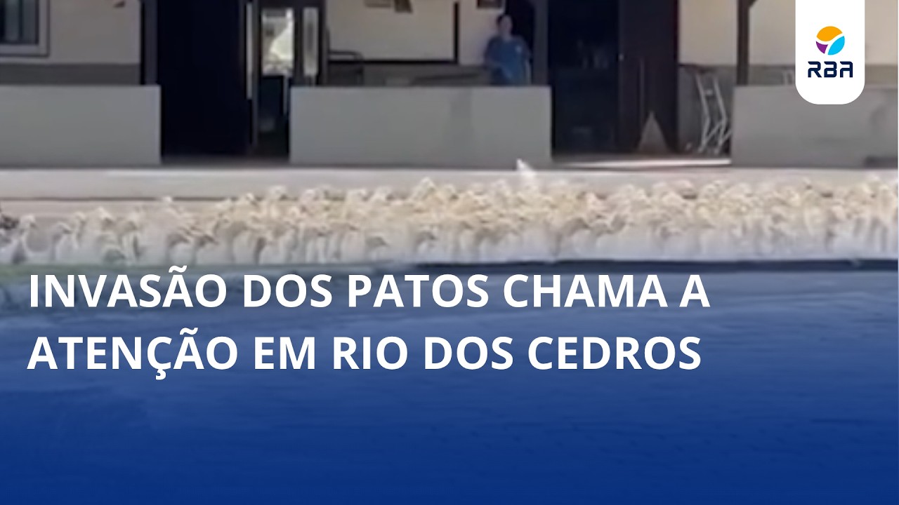Invasão dos patos chama a atenção em Rio dos Cedros 🦆