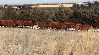 66 - Bred Red Angus Heifers - Nebraska