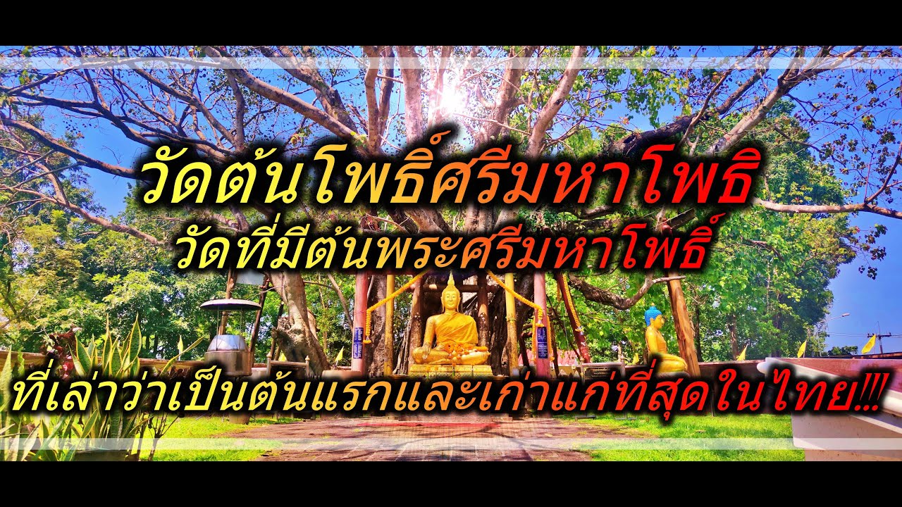 ต้นโพธิ์ศรีมหาโพธิ
