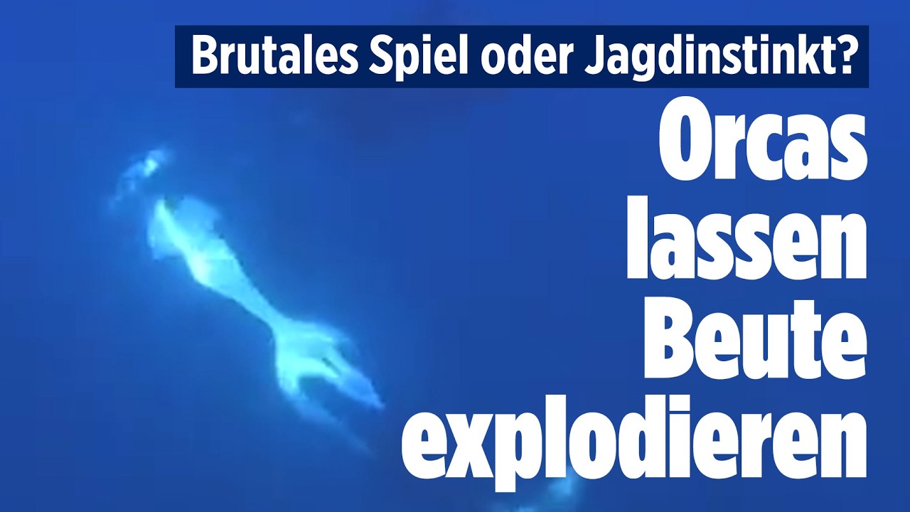 Schwertwale spielen mit ihrer Beute: Dieses Orca-Verhalten lässt Forschende rätseln