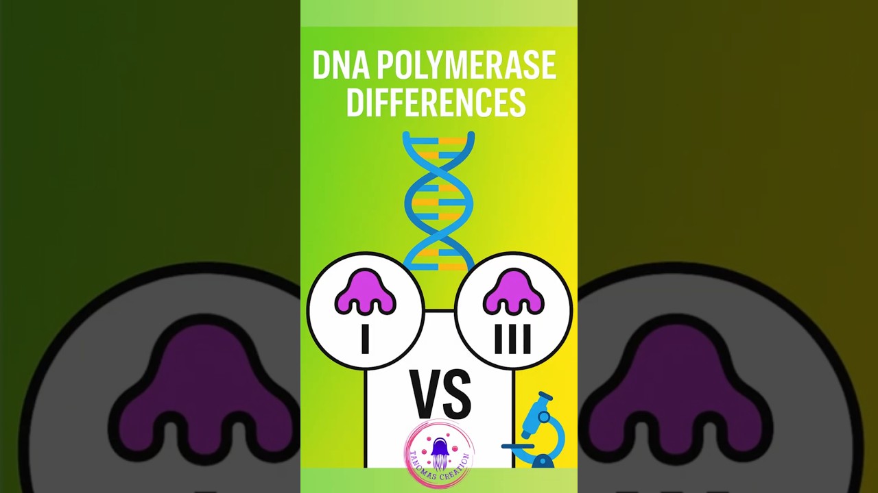 DNA Polymerase Types & Differences  🧬