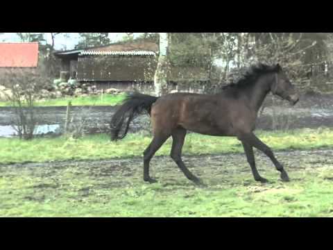 Canzone (Cansendo/Stenograph/Espri) April 16