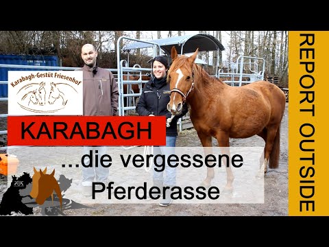 , title : 'Gestüt Friesenhof: KARABAGH, die fast vergessene Pferderasse'