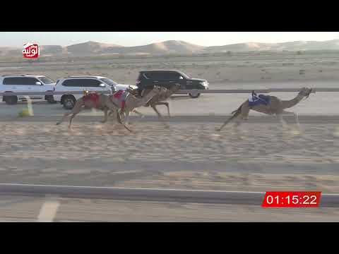 ش 5 (الشاهينية) لـ سلطان بن عيسى بوفنوشه المنصوري  2:02 , شارة الصندوق 2026/06/27 فطامين الخزنة   
