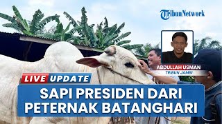Sapi Pilihan Pertama Presiden Prabowo di Jambi, Jenis Brahman Cross Seharga 818 Kg Dibeli Rp 85 Juta