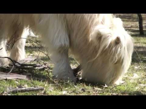 Kalinda Road Highland Cattle slide show