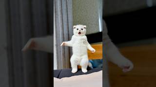 Let's Twist Again by Chubby Checker cat dance