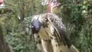 Hooding a red-tailed hawk for the first time