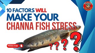Download lagu 10 Faktor yang Akan Membuat Ikan Channa Anda Stres mp3