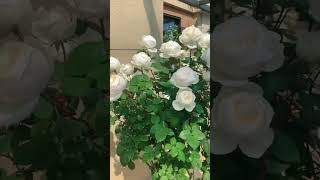 Download lagu White rose of yorkPlant. #shorts #beautiful #garden #rose #trending mp3