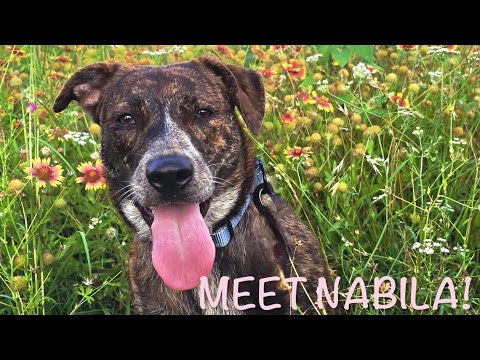Dog for adoption - Nabila the Gentle Snuggle Nugget, a Labrador