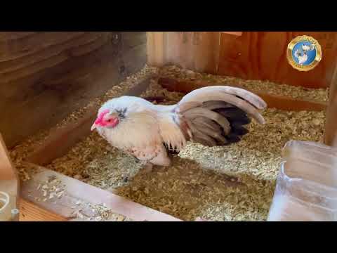 Limon blued esport copetones la polladita del 2022 BC.33￼