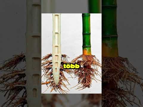 Kostoltad a bambusz italát?