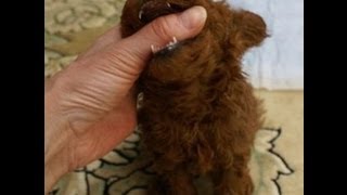 犬に噛まれそうになったwwww