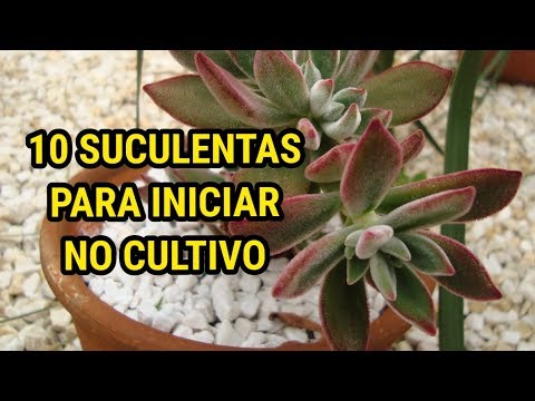 +10 SUCULENTAS de FÁCIL CULTIVO