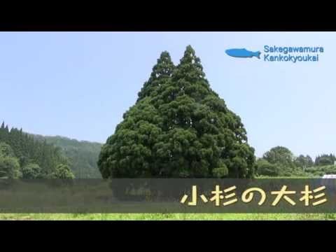 小杉の大杉(トトロに似た木)など巨木巡り【山形県鮭川村】