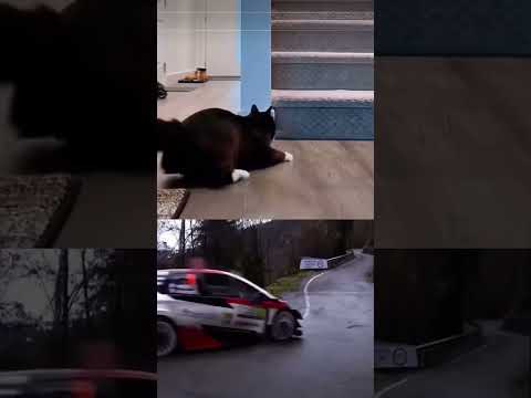 #funny #funnycats #funnydogs #funnyanimals