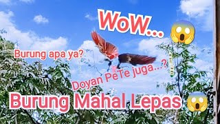 Download lagu Gawat, Burung Mahalnya lepas ( Burung Macaw ) mp3
