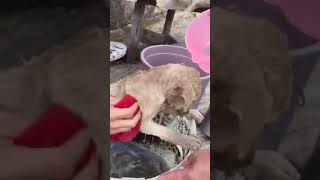 preview picture of video 'Yetim köpeğin banyo keyfi'