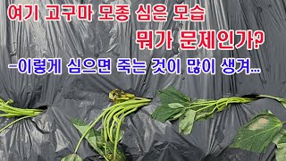 여기 고구마 모종 심은 모습, 뭐가 문제인가? 이렇게 심으면 죽는 것이 많이 생겨...(고구마 재배, 고구마…