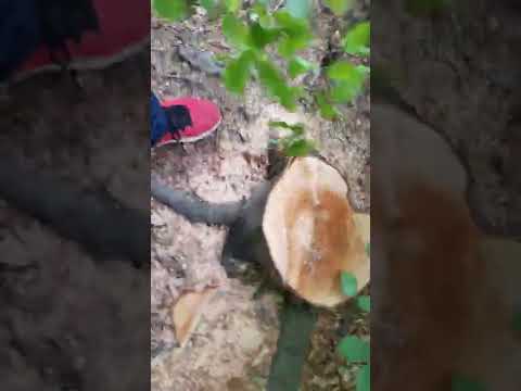 la pădurea Fericea partea 2🔵🔴🟡🎥🆘️