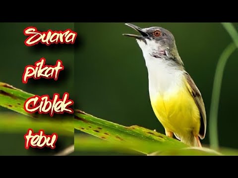 download lagu mp3 mp4 Piakat, download lagu Piakat gratis, unduh video klip Piakat