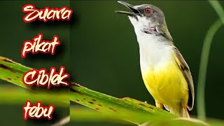 Download lagu SUARA PIKAT CIBLEK TEBU mp3