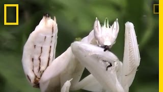 Incredible Disguise: Praying Mantis Mimics Flower | National Geographic