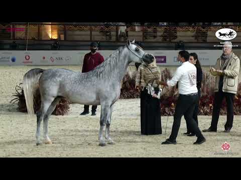 N 196 SHAHEEN AL JASSASIYA   Katara Int  Arabian Peninsula Horse Show 2022   Stallions 4 to 6 Years