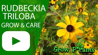Rudbeckia triloba - grow & care (Brown-eyed susan)