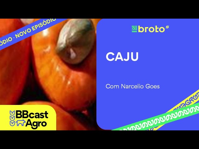Caju: recuperação da safra, preços e oportunidades na cajucultura | BBCast Agro – 13/10/2026
