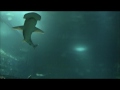 LIVE - Where Fishes Go