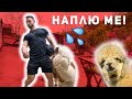 АЛПАКА МЕ НАПЛЮ В ЛИЦЕТО