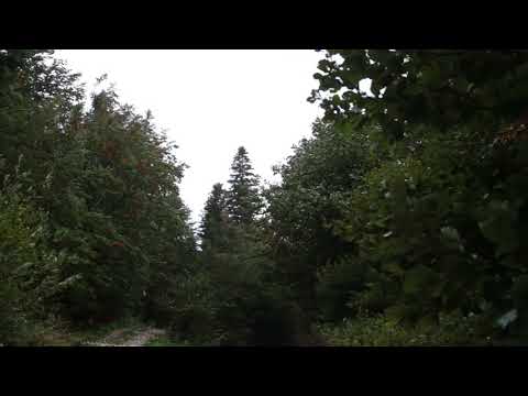 Wind Blowing Through Forest with Light Rain 1 Hour / Wind Sound Relaxation