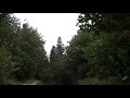 Wind Blowing Through Forest With Light Rain 1 Hour Wind Sound Relaxation