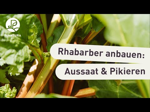 Rhabarber im Topf anbauen (Anleitung)