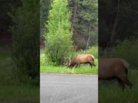 big bull exploring the campground