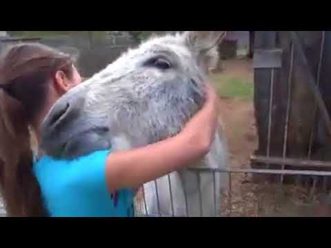 Rivede la ragazza che lo ha cresciuto! La reazione dell'asino è commovente!