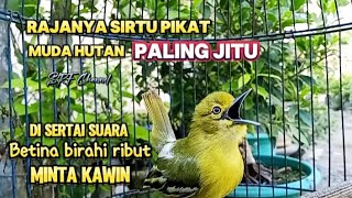 Download lagu PANCINGAN PIKAT SIRTU MUDA HUTAN PALING AMPUH#sirtupikat@srfchannel3881 mp3