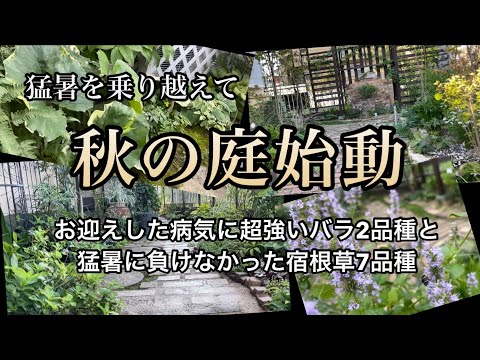 バラの乾燥: 確実に成功する最高のヒント 植物