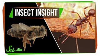 A New Secret Ingredient to Making Queen Bees