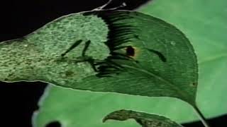 WAL - Wombat's Road Trip