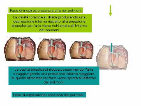 Chopart anatomia congiunta Rimedi popolari per giunti con Podmore