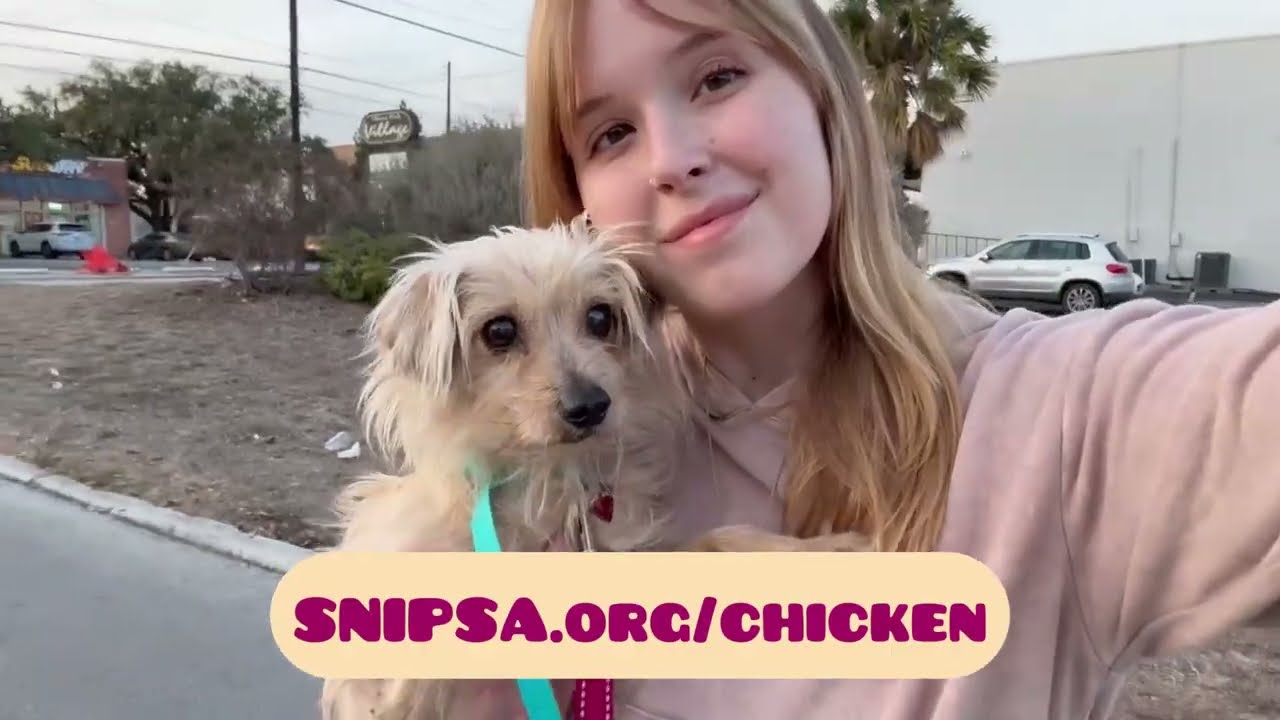 Enlarge Chicken, a ADOPTABLE mixed breed in San Antonio, TX video 4/4