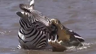Crocodiles vs. Zebras: Predator-Prey Dynamics in the Wild