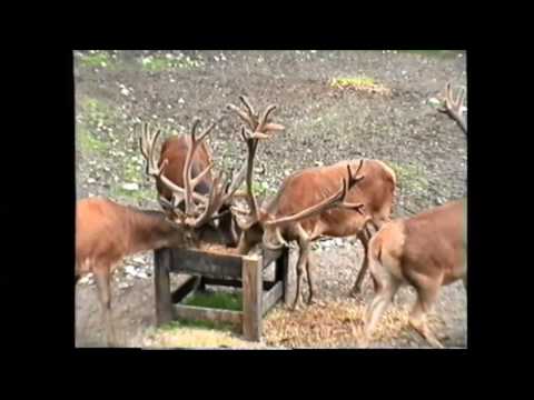 Basthirsche in der Höll