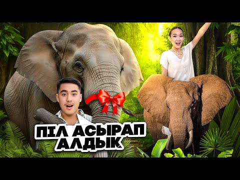Піл асырап алдық😱🐘(арунаны тістеп алды😰💔)